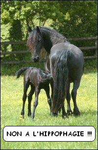 Hippophagie that is the question...